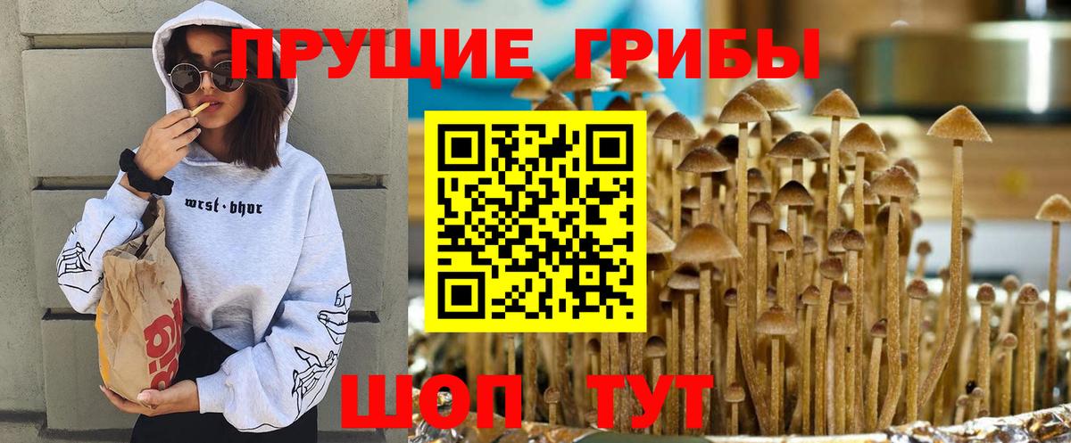 Наро-Фоминск  Псилоцибиновые грибы прущие грибы  Псилоцибиновые грибы Psilocybe  Вход с VPN 